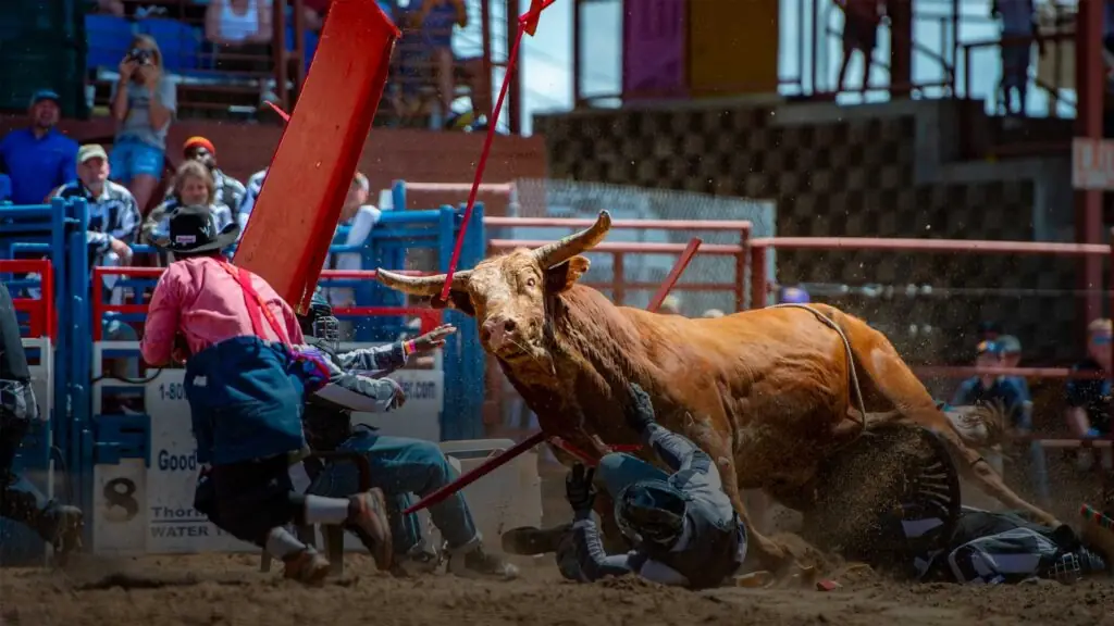 Angola Rodeo near St. Francisville, Louisiana