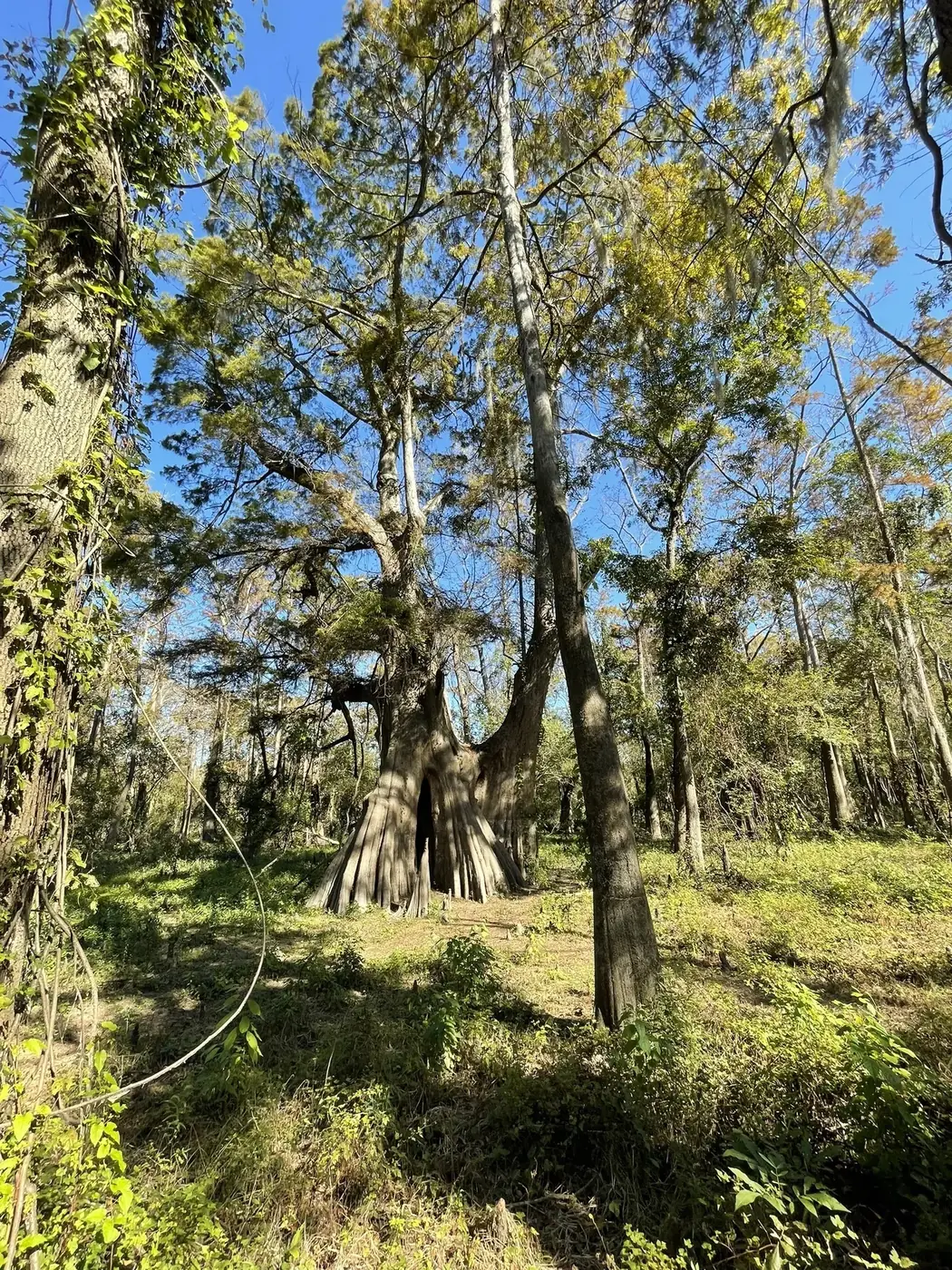 Cat Island National Wildlife Refuge near St. Francisville, Louisiana